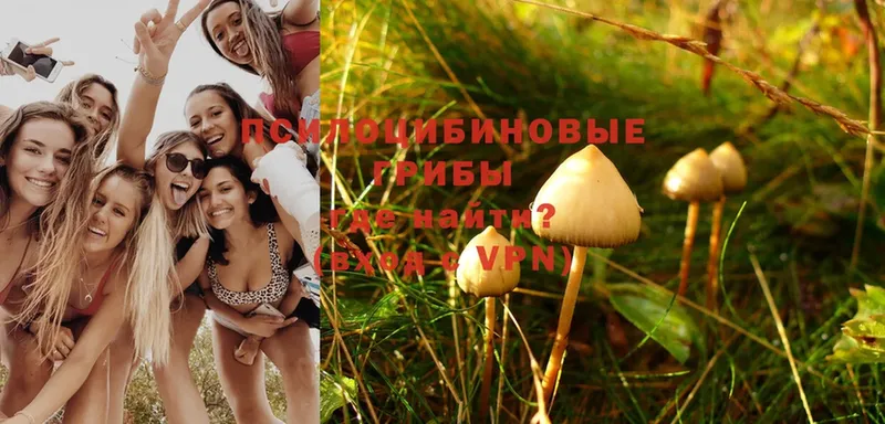 цена наркотик  Новодвинск  Псилоцибиновые грибы Magic Shrooms 